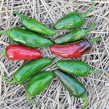 Semence biologique de l'Ã‰coumÃ¨ne piment jalapeÃ±o Tam