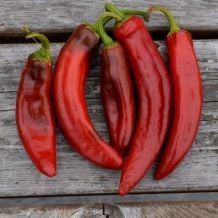 Semence biologique de l'Écoumène piment Paprika Hongrois