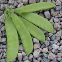 Écoumène Oregon Sugar Pod Peas Organic Seeds