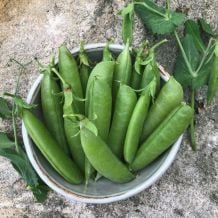 Semence biologique de l'Ã‰coumÃ¨ne pois Sugar Snap