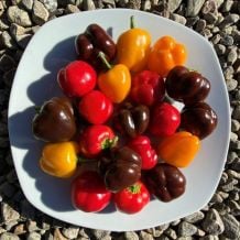 Écoumène Mixed Baby Peppers Organic Seeds