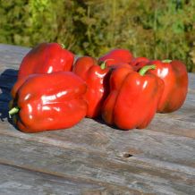 INACTIVE - THE NORTH THE NORTH BELL PEPPER - BIO