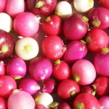 Radishes Mix