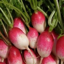 Petit Déjeuner Français Radishes