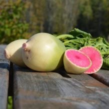 Semence biologique de l'Ã‰coumÃ¨ne radis Melon dâ€™eau