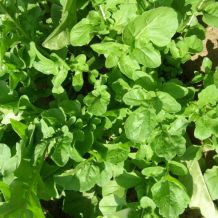 Roquette de jardin