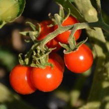 Tomate matt's wild cherry - bio