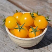 Gold nugget tomato - bio