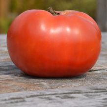 Tomate rose de berne - bio