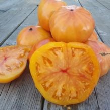 Semence biologique de l'Ã‰coumÃ¨ne tomate beefsteak Ananas