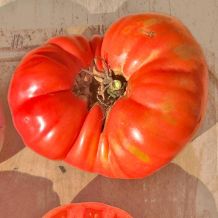 INACTIVE - DE BEAUCE DE BEAUCE TOMATO BIO