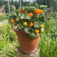 Écoumène Orange Hat Cherry Tomato Organic Seeds