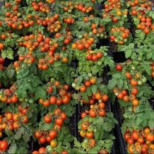 Écoumène Red Robin Cherry Tomato Organic Seeds