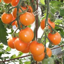 Écoumène Sungold Cherry Tomato Organic Seeds