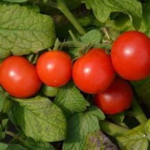 Semence biologique de l'Ã‰coumÃ¨ne tomate cocktail Tiny Tim