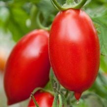 Semence biologique de l'Écoumène tomate italienne Amish