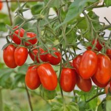 Semence biologique de l'Écoumène tomate raisin Red Pearl