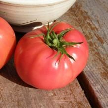 Écoumène Savignac Tomato Organic Seeds