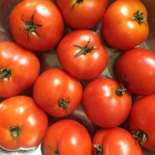 Semence biologique de l'Écoumène tomate standard Czech’s Bush