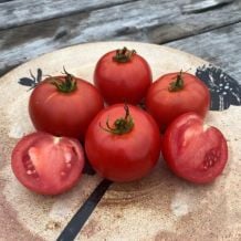 Écoumène White Pour Standard Tomato Organic Seeds