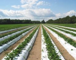 White on Black Embossed Plastic Mulch Film