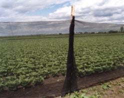 Windbreak Netting