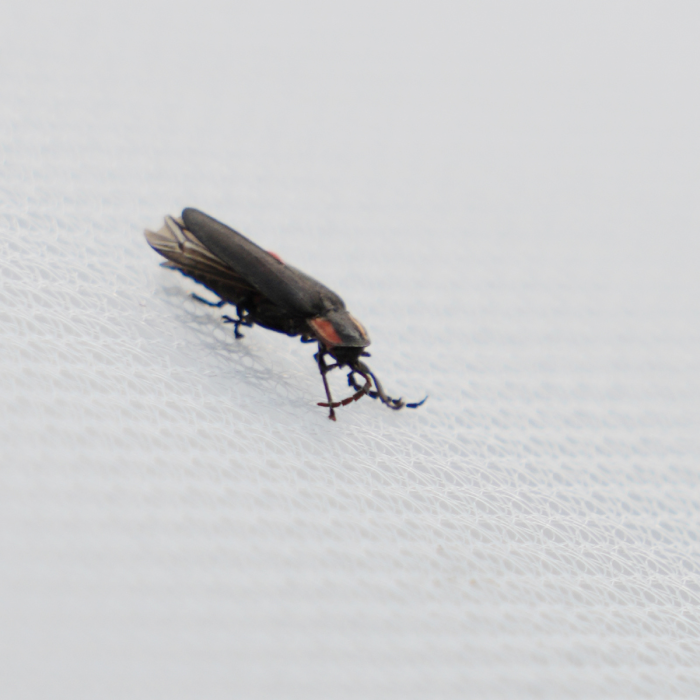 ProtekNet 25g Knitted Insect Netting | Dubois Agrinovation US