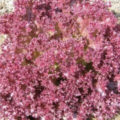 INACTIVE - LOLLO ROSSA ROSSA LEAF LETTUCE BIO
