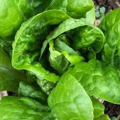 Semence biologique de l'Écoumène laitue pommée Sucrine